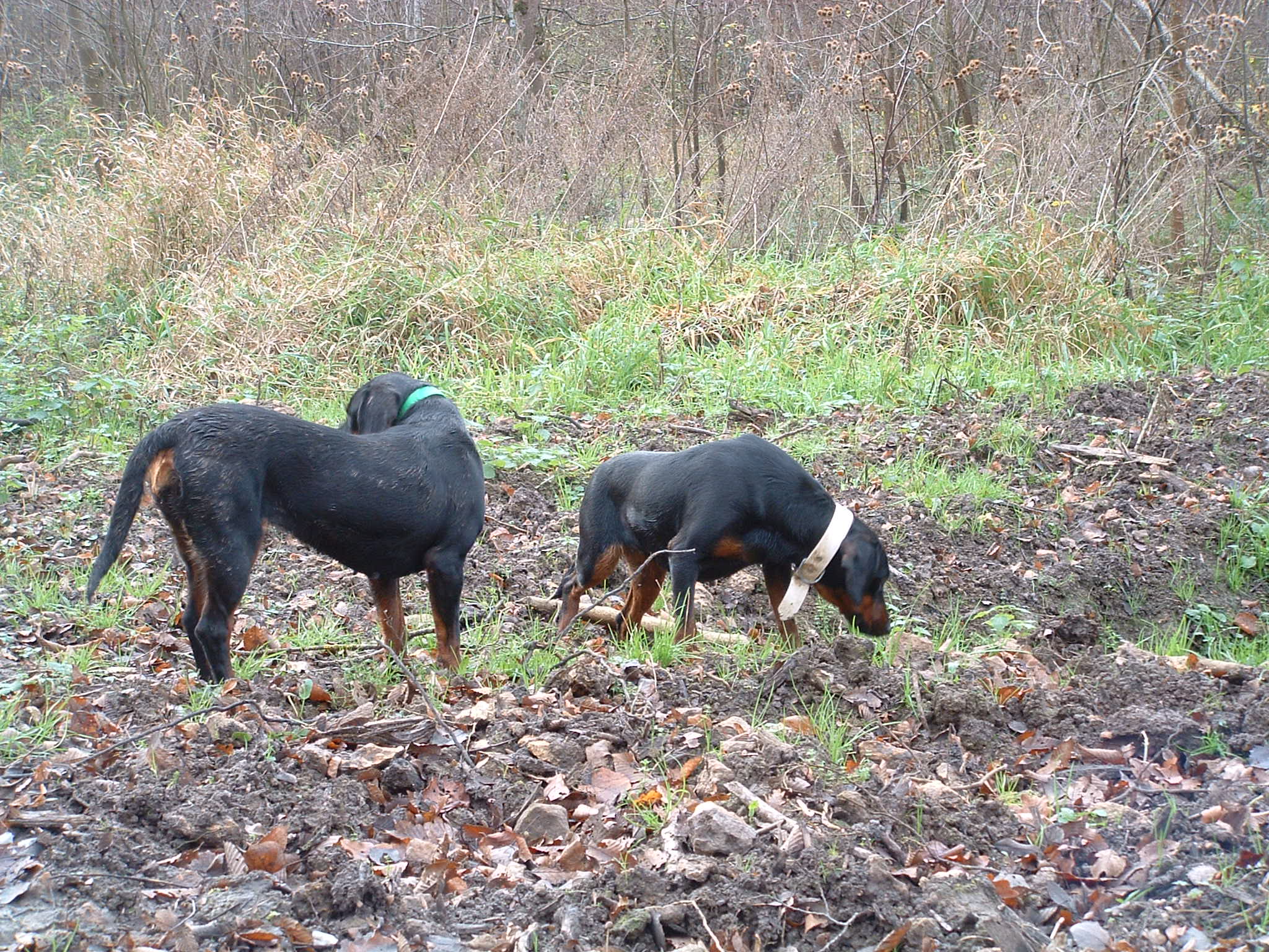 Chien de chasse