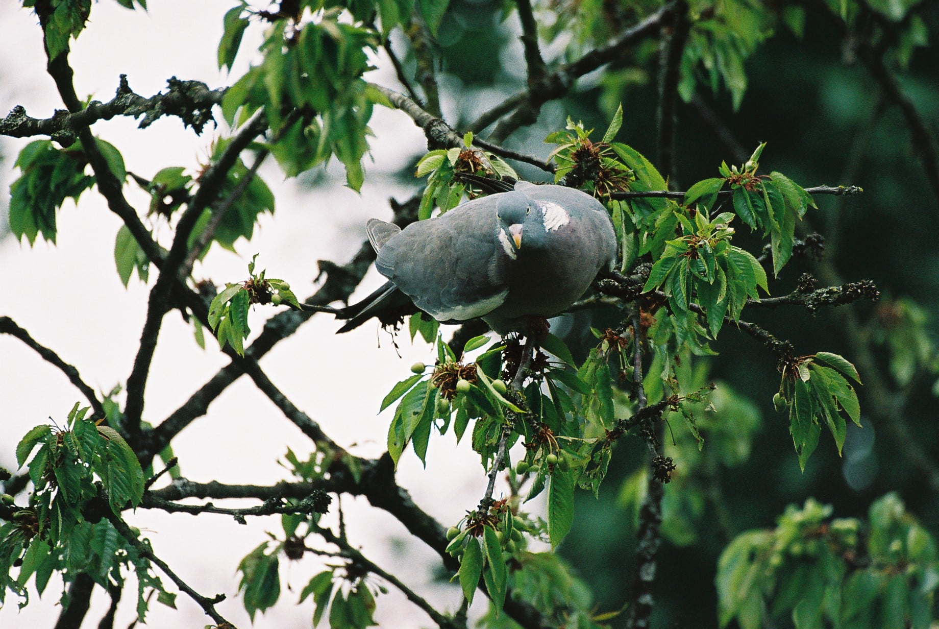 pigeon ramier dans un cerisier