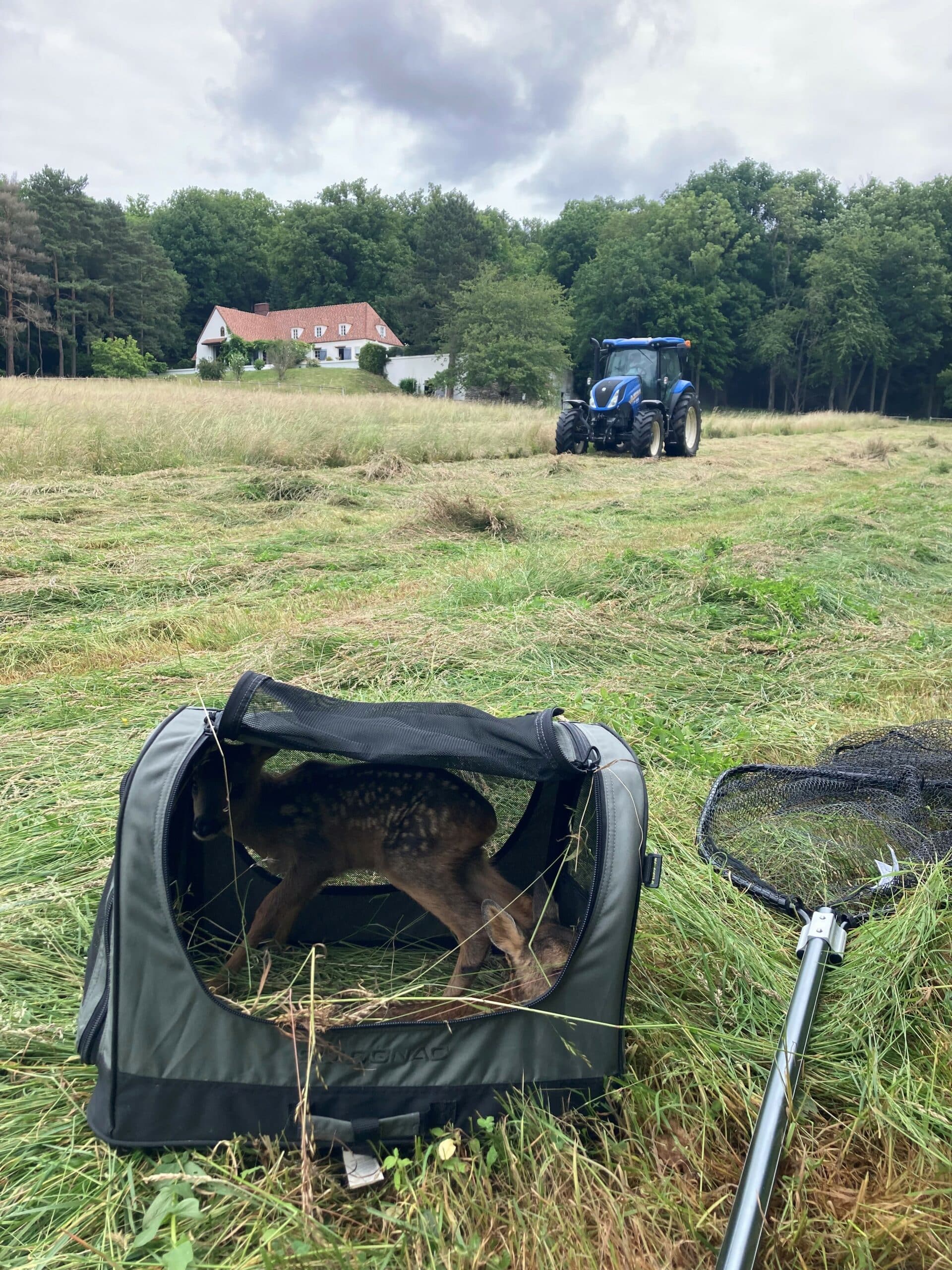 faon dans un sac de transport