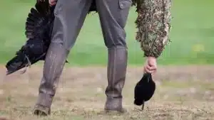 Chasseur déposant des formes de corvidés pour une régulation à tir.