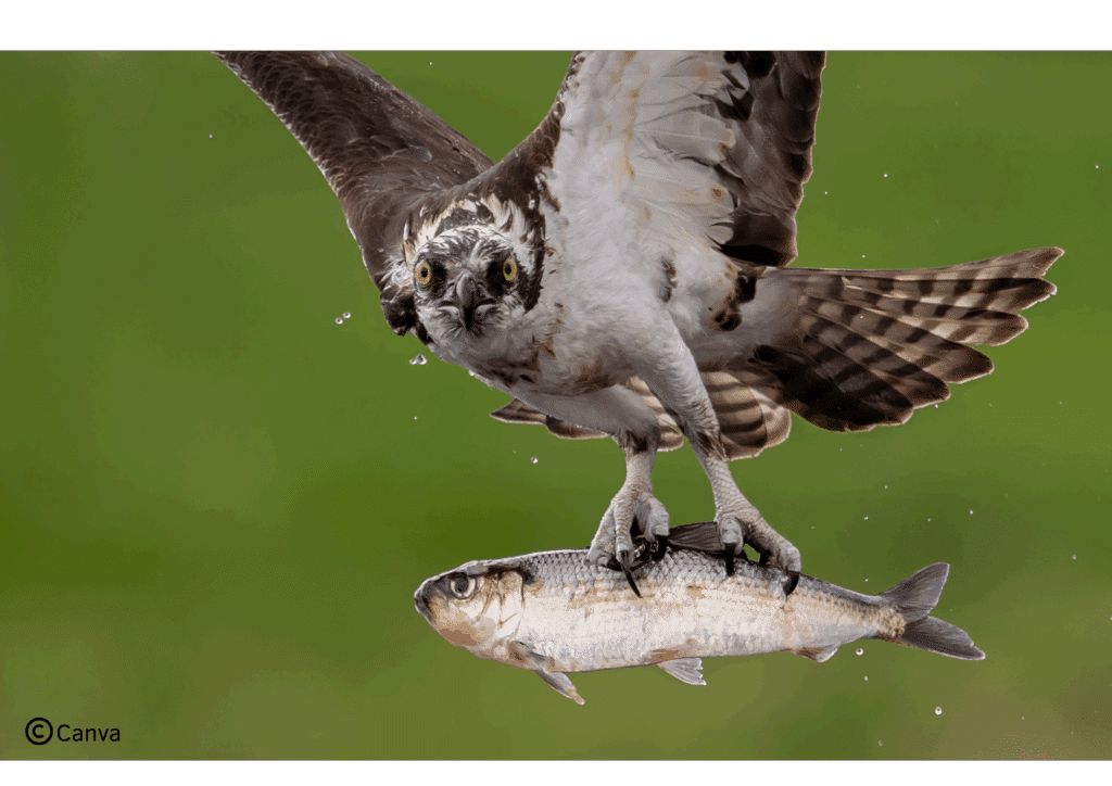 Balbuzard avec un poisson dans les serres